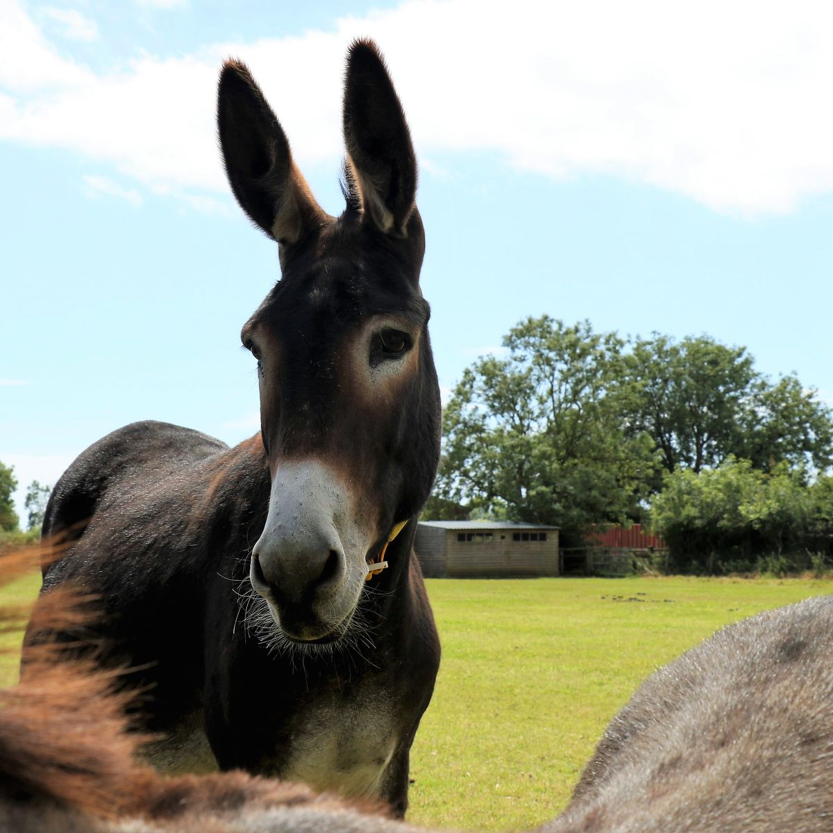 Donkey Sanctuary